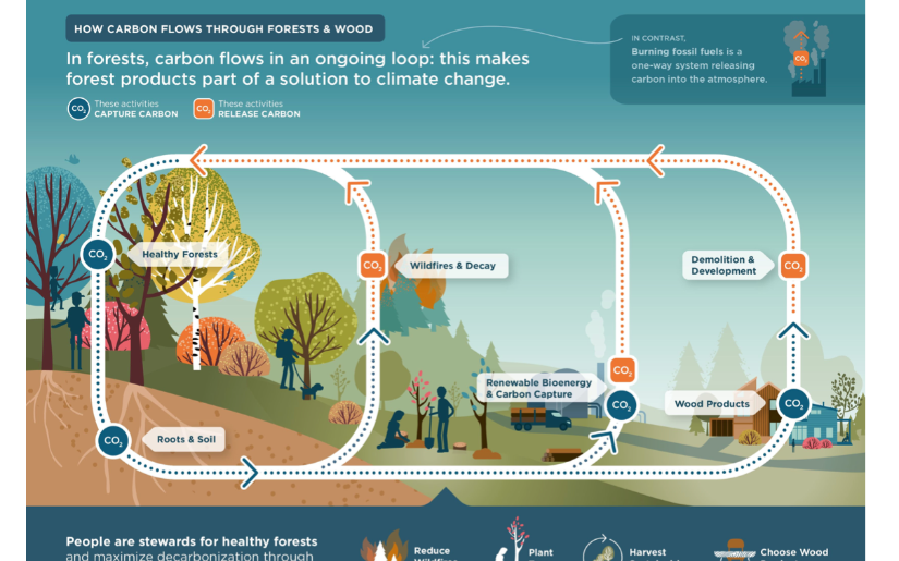 Forest & Forest Product Carbon Benefit Graphics
